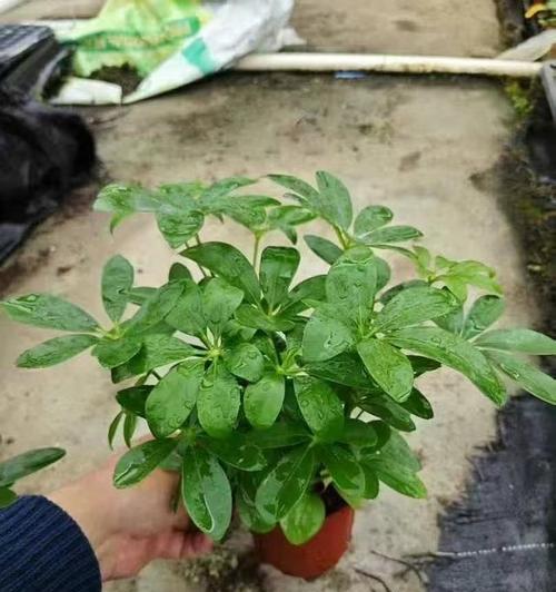 以鸭掌木使叶子油绿的奇妙力量（揭秘鸭掌木中的绿叶之谜）