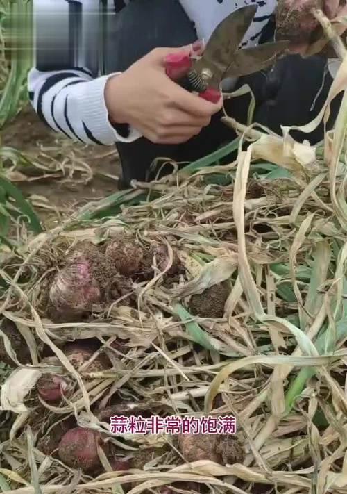 东北大蒜的收获季节（揭秘大蒜的收获时间及种植技巧）