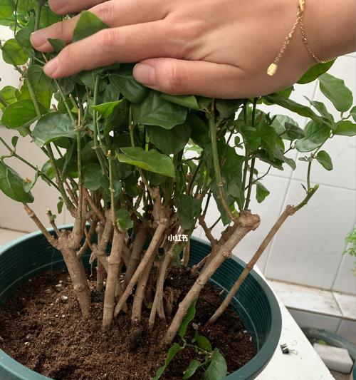 如何正确修剪长茉莉花（技巧、时间和工具，掌握一切关键）