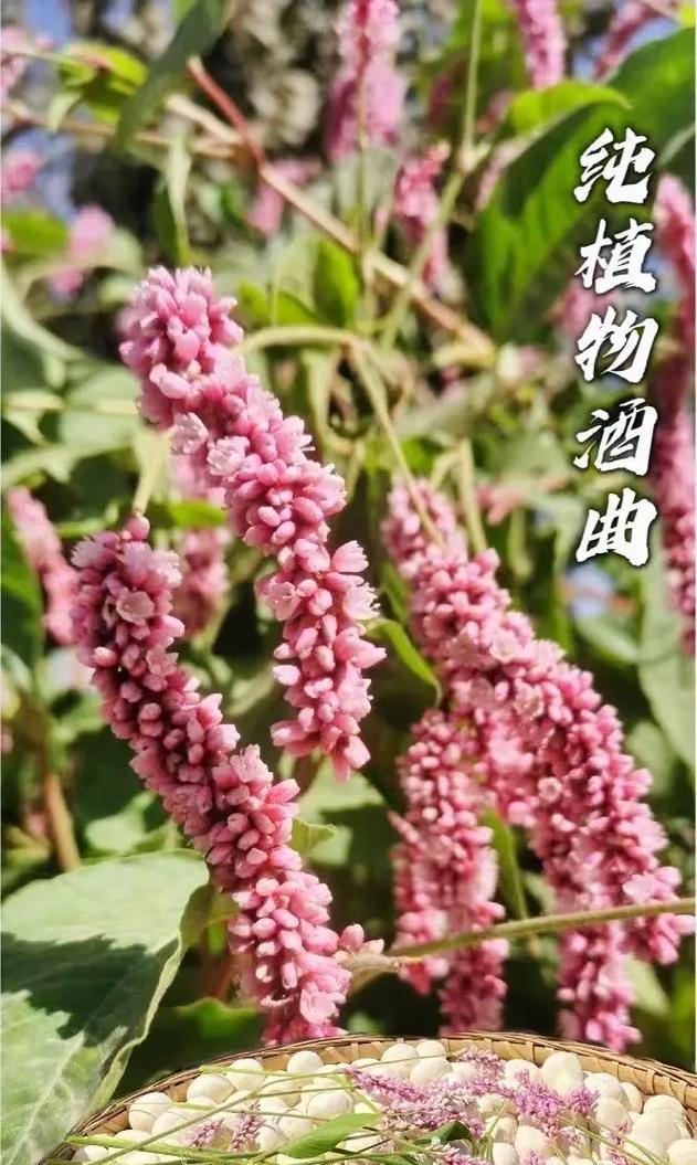 探究制作酒曲的植物资源（了解不同植物在制酒曲中的应用）