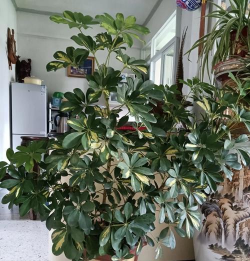红鹅掌养护指南（了解红鹅掌的特点与养护技巧）