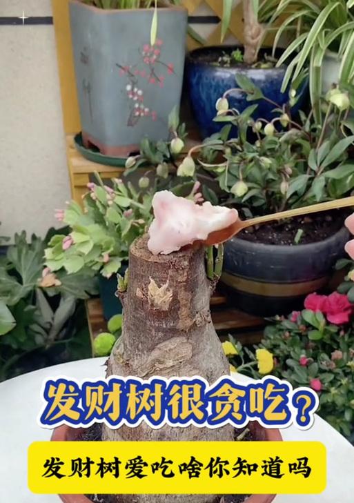 以种发财树怎么切芽（掌握发财树繁殖技巧，轻松实现财富增长）