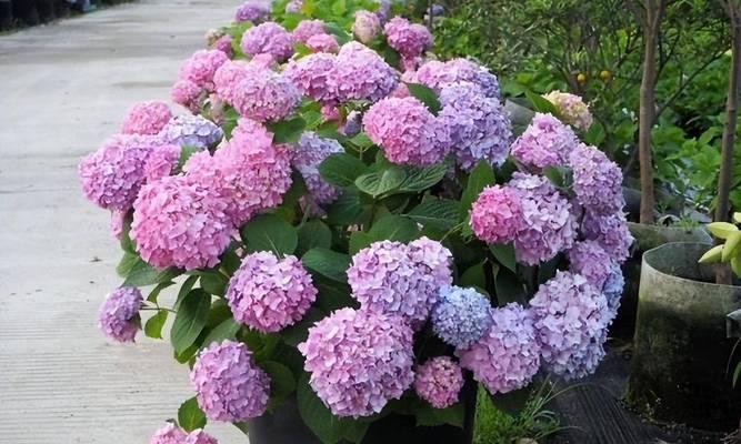 如何延长绣球花的寿命？（养护技巧分享，让绣球花更加持久）