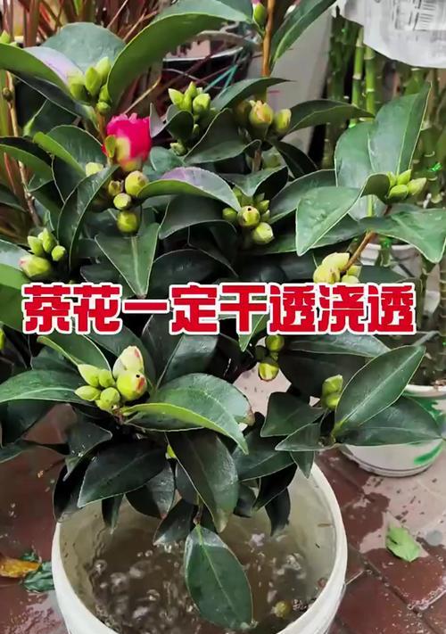 茶花的正确浇水方法（掌握适宜浇水频率和量的关键）