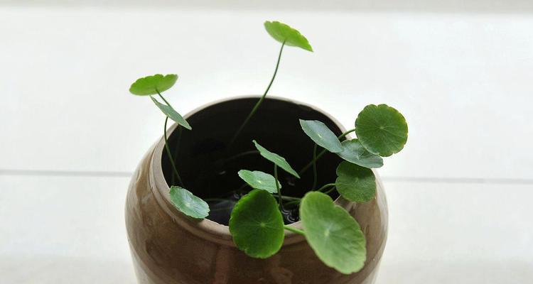 如何解决水培铜钱草叶子发黄问题（关键步骤及注意事项助您拯救铜钱草）
