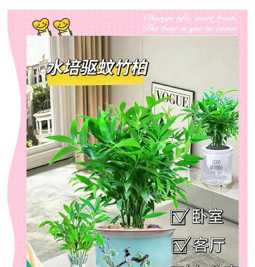 打造旺盛水培紫竹的7个关键步骤（如何让水培紫竹生长更茂盛？7个步骤教你轻松掌握）
