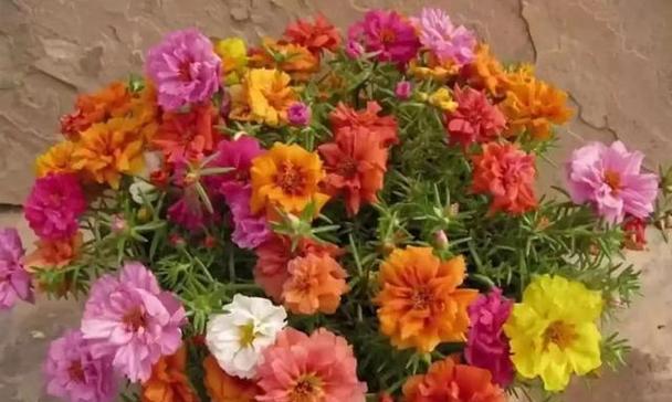 太阳花开放季节的探究（探寻太阳花开放的季节特征）