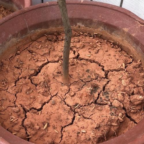 解决花土壤板结问题的有效方法（有效改善花土壤板结情况的关键措施和技巧）