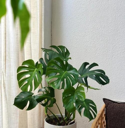 打造舒适家居氛围——家里卧室适合养什么花（多肉植物、绿萝、富贵竹是佳选）