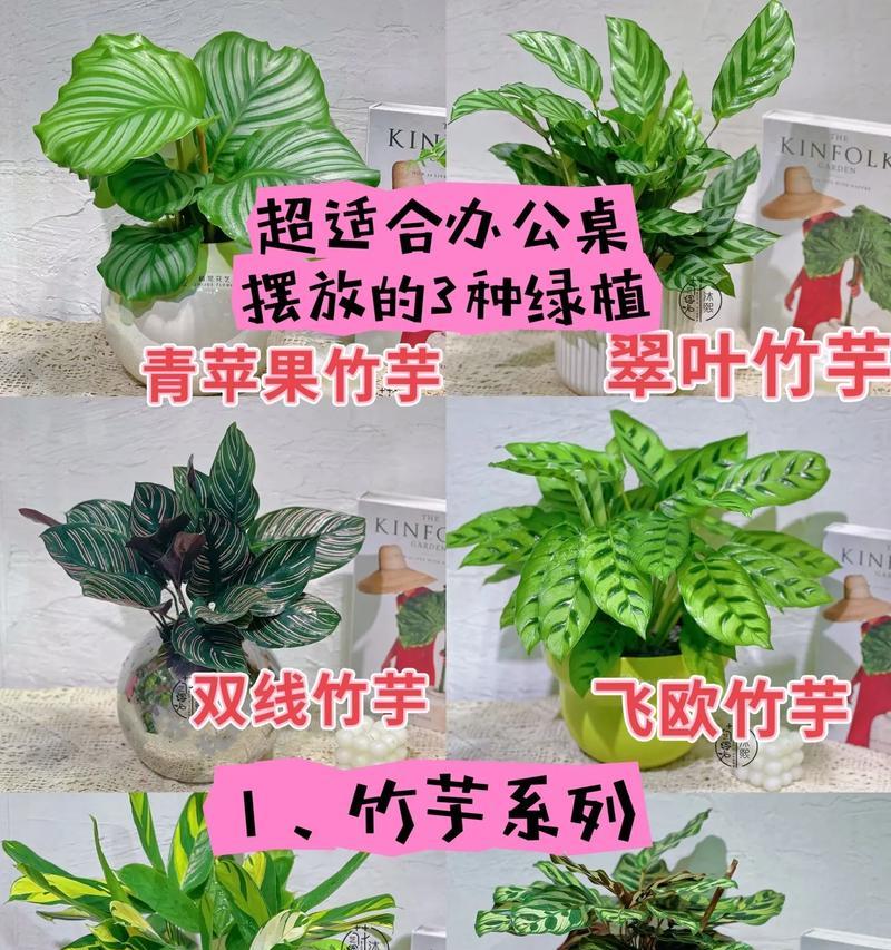 如何合理配土以养护孔雀竹芋？（探究孔雀竹芋的土壤配比与养护要点）
