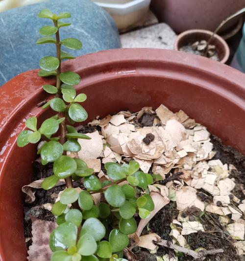 金枝玉叶花盆有虫，应对方法一网打尽（揭秘金枝玉叶花盆虫害防治绝招，让你的花朵常青如意）