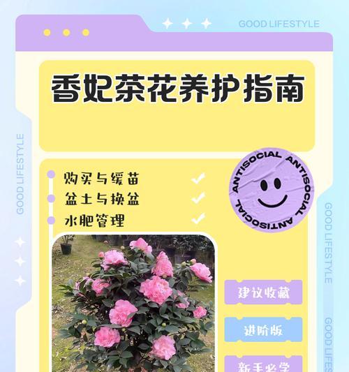 茶花换盆后的养护要点（让你的茶花焕发新生）