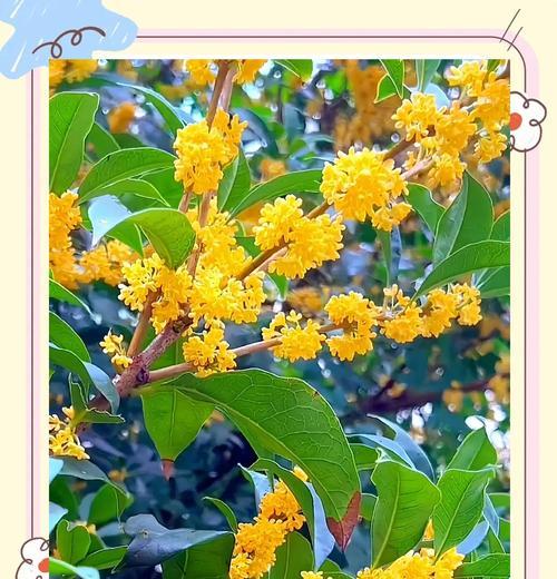 四季桂掉花之谜（揭秘四季桂掉花的原因和影响）