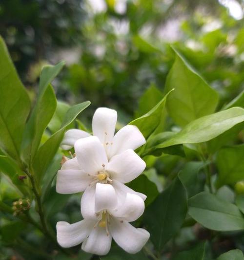 应对米兰花被冻的措施（保护米兰花免受低温侵害的有效方法）