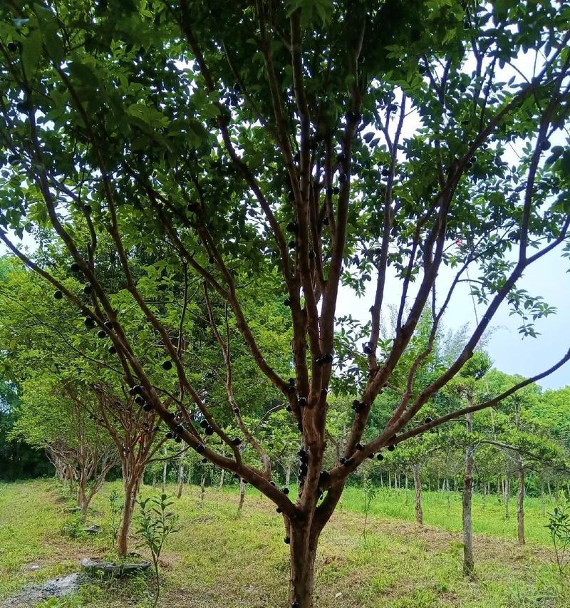 如何科学浇水葡萄树？（掌握浇水时机，助力果实增产）