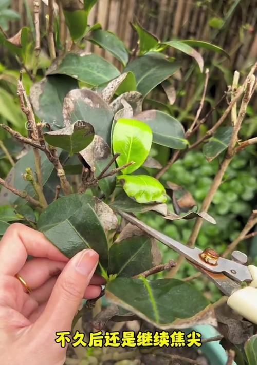 家庭茶花病害防治指南（家庭茶花常见病害及预防措施）