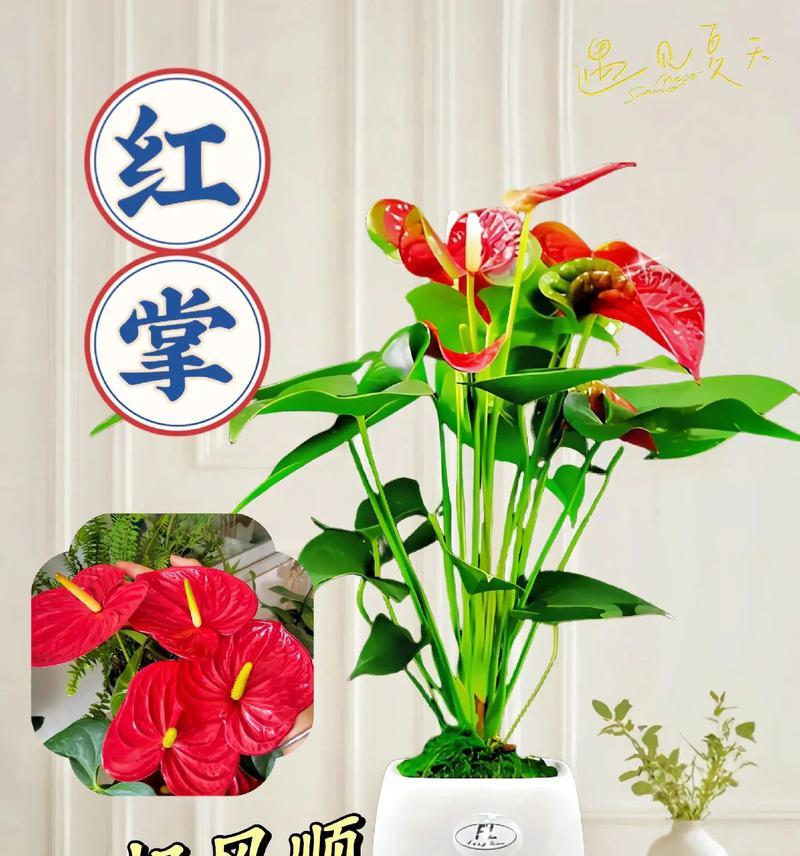 红掌水培的方法与技巧（打造繁茂的红掌植株，从水培开始）