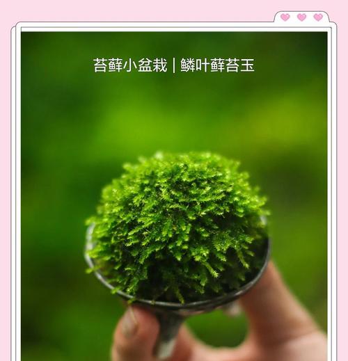 苔藓养殖的全面指南（从选购到维护，一步步教你打造专业级苔藓环境）