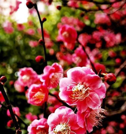 如何繁殖梅花——探秘梅花繁殖的方法与技巧（学会这些关键诀窍，让你的梅花园更加绚丽多彩）