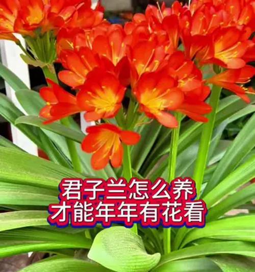 惊艳绽放——君子兰的“提前开花”之谜（探寻君子兰提前开花的原因及其魅力所在）