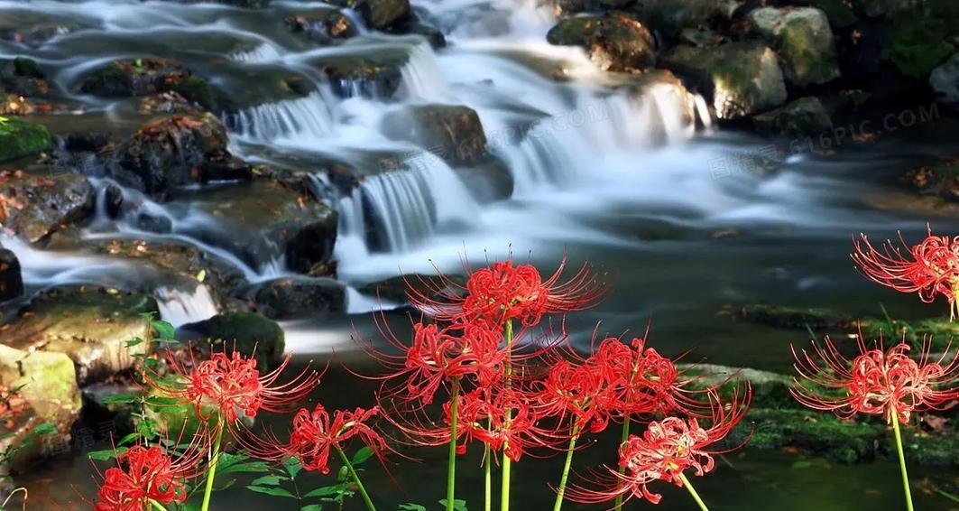 在等待中思念，月季花的花语（等待、思念、相依，月季花的心愿）