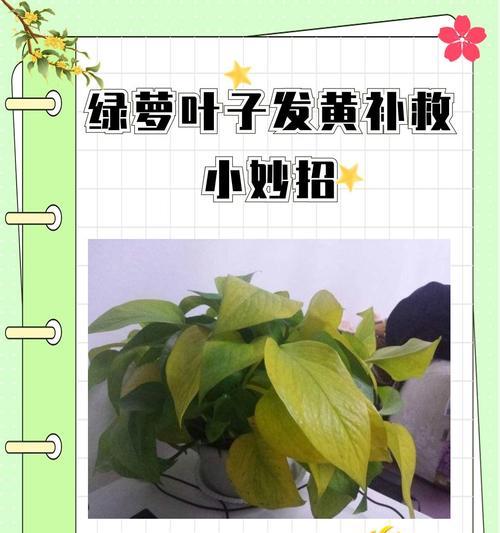 绿萝叶子为什么会变黄？如何救活？（探寻绿萝叶子变黄的原因和有效救治方法）