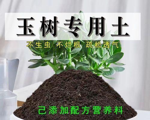 玉树花的插种方法与技巧（掌握正确的玉树花插种步骤，轻松繁殖美丽花卉）