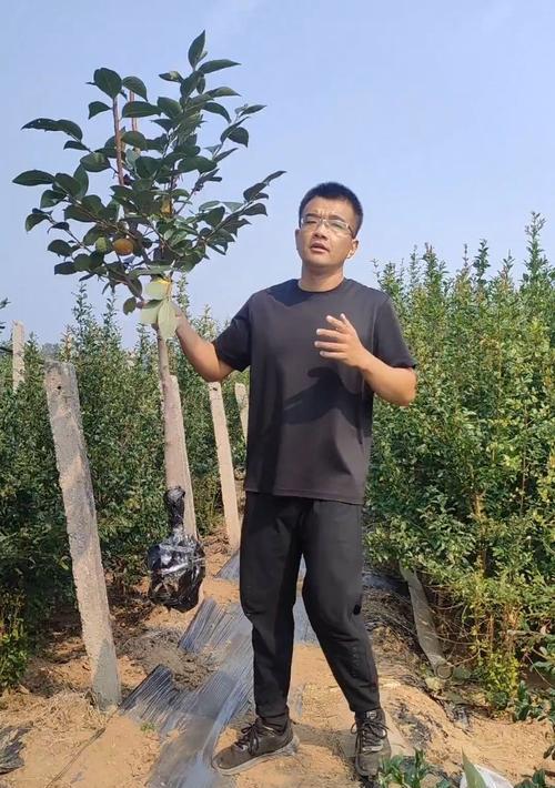 什么时候移栽柿子树最合适？（掌握移栽技巧，让柿子树茁壮成长）