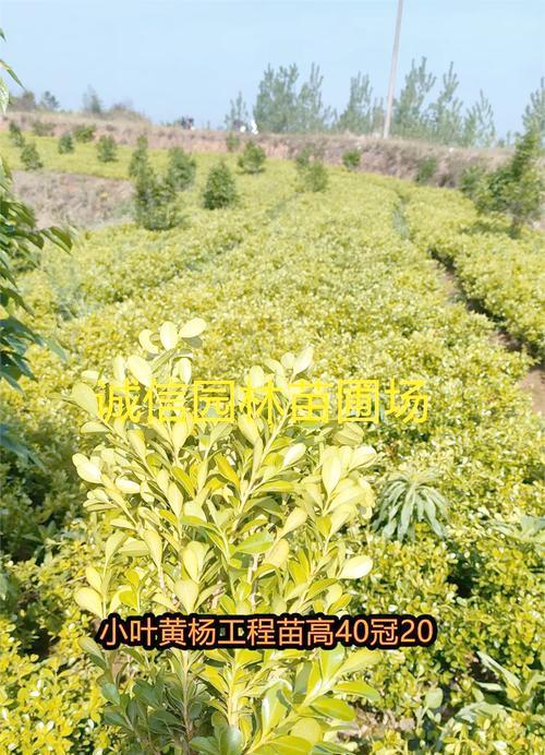 黄杨树移栽技巧详解（适合什么时候移栽？如何移栽？）