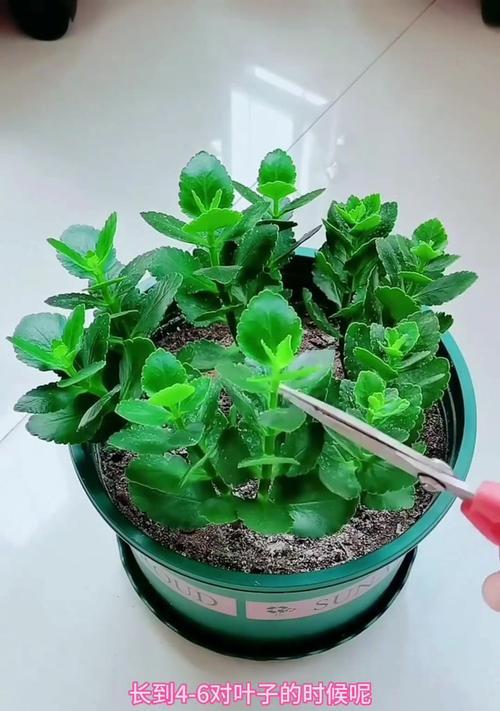 桃树的摘心打顶时间与方法（如何正确地摘心打顶桃树，提高果树产量）