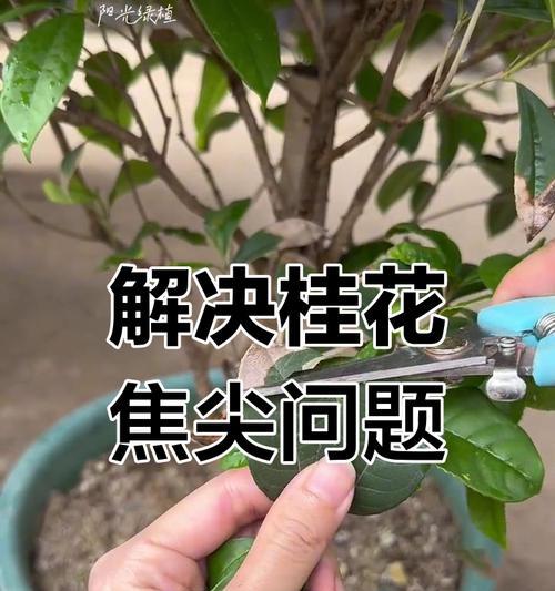 剪枝时机与技巧——让你的桂花更加美丽（掌握适宜的时间和方法，让桂花充满生机）