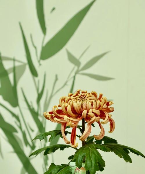 掌握菊花插枝的技巧与方法（打造美丽的菊花插枝作品，提升生活品质）