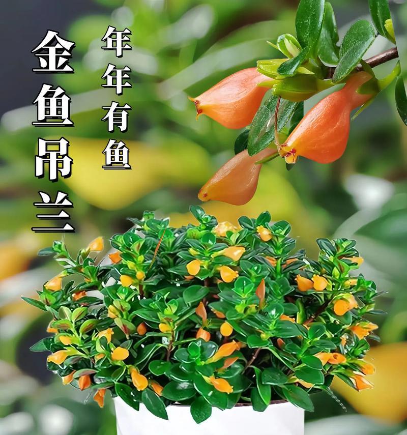 口红吊兰的养殖方法及养护要点