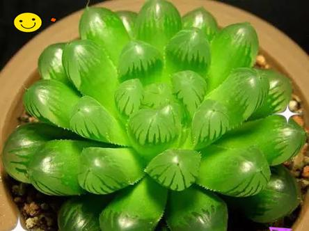属牛的幸运植物大揭秘（以旺财为主，一览牛年宠物植物的全貌）