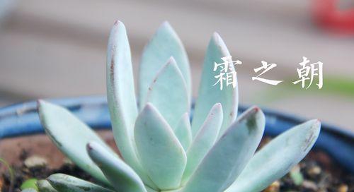 玫瑰分株技巧（从选取合适的母株到妥善管理，打造美丽花园的秘诀）