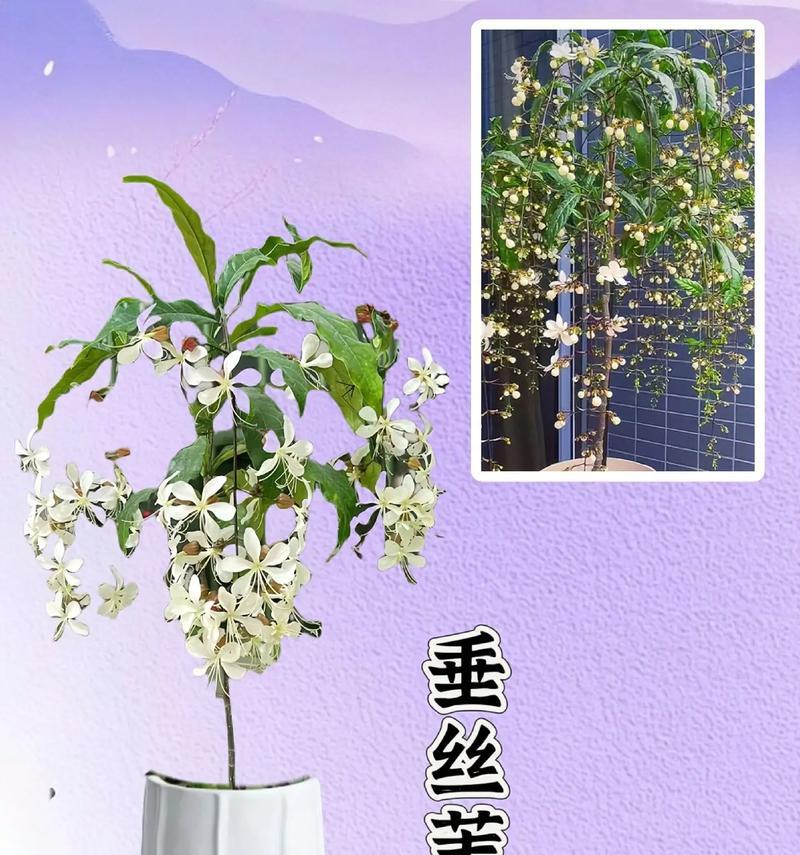 茉莉开花后的护理要点（如何照料茉莉花以延长其花期和保持健康）