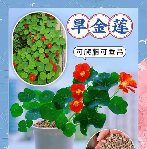 探秘金莲花的种植技巧（打造美丽花园，从金莲花开始）