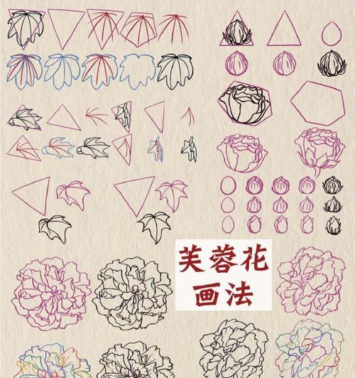 详细指南（一步一步教你打造绚丽芙蓉花园）