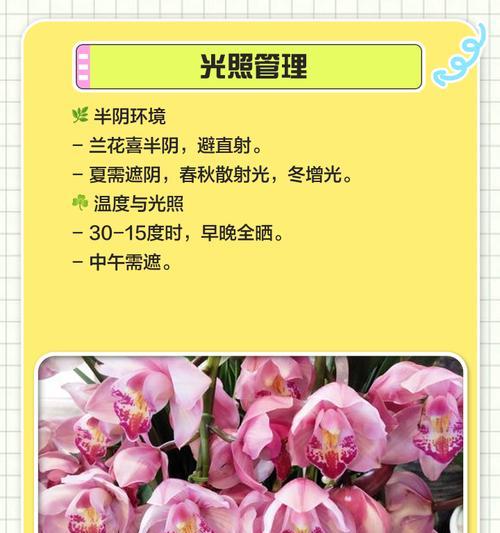 室内兰花种植步骤（轻松培育美丽的室内兰花）