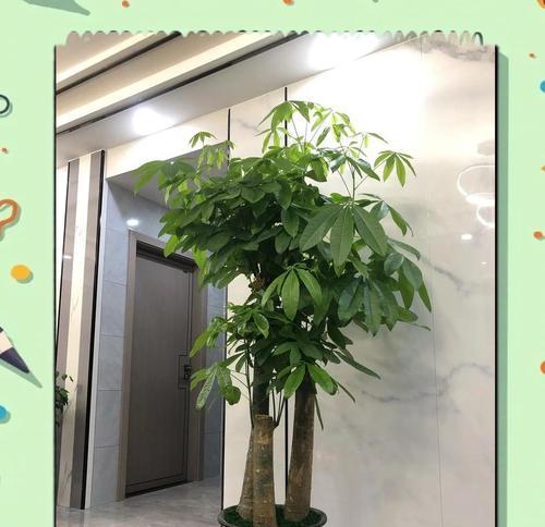 解析发财树烂根修复之道（探讨发财树烂根修复的关键技巧及方法）