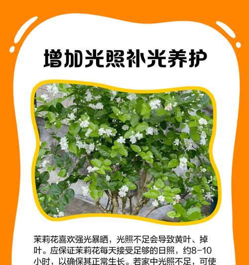茉莉叶子干枯怎么办（茉莉叶子干枯的原因及护理方法）
