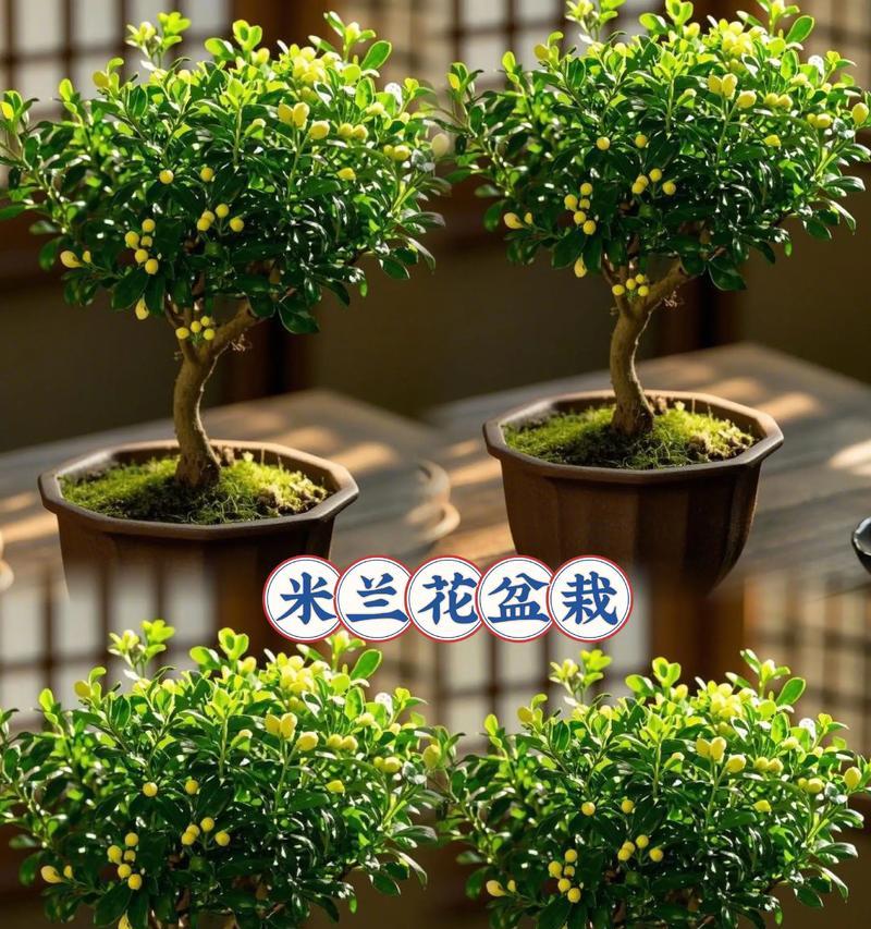 盆景米兰的养殖方法及技巧（打造美丽的室内盆景-盆景米兰养殖攻略）