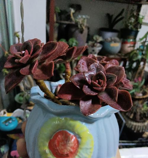 老庄巧克力之多肉养成秘籍（掌握关键技巧，让多肉巧克力长势蓬勃）