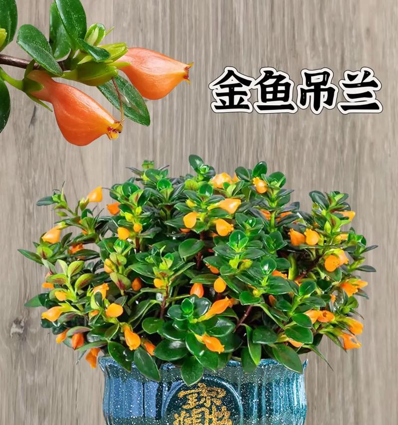 如何让吊兰开出更多的花（简单方法让吊兰开花绽放）