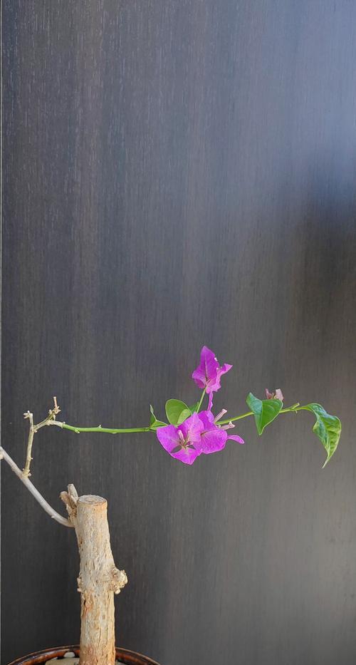 三角梅怎么开花多？（提升三角梅开花的技巧与方法）