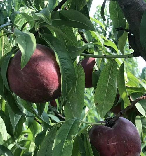 探究桃是否为被子植物的分类学归属（分类学知识与桃的种类、生长环境、特征的解析）
