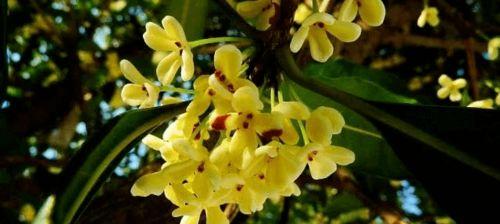 桂花什么时候开放,桂花开放时节