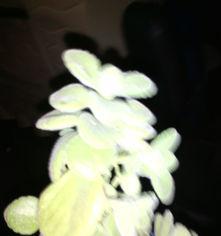什么花不开花,原因分析与养护技巧