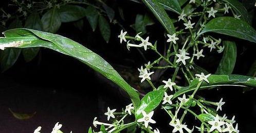 夜来香花长什么样,夜幕下的黄绿色芬芳