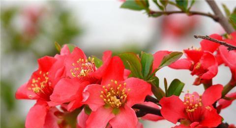 海棠花怎么修剪,海棠花修剪技巧全解析